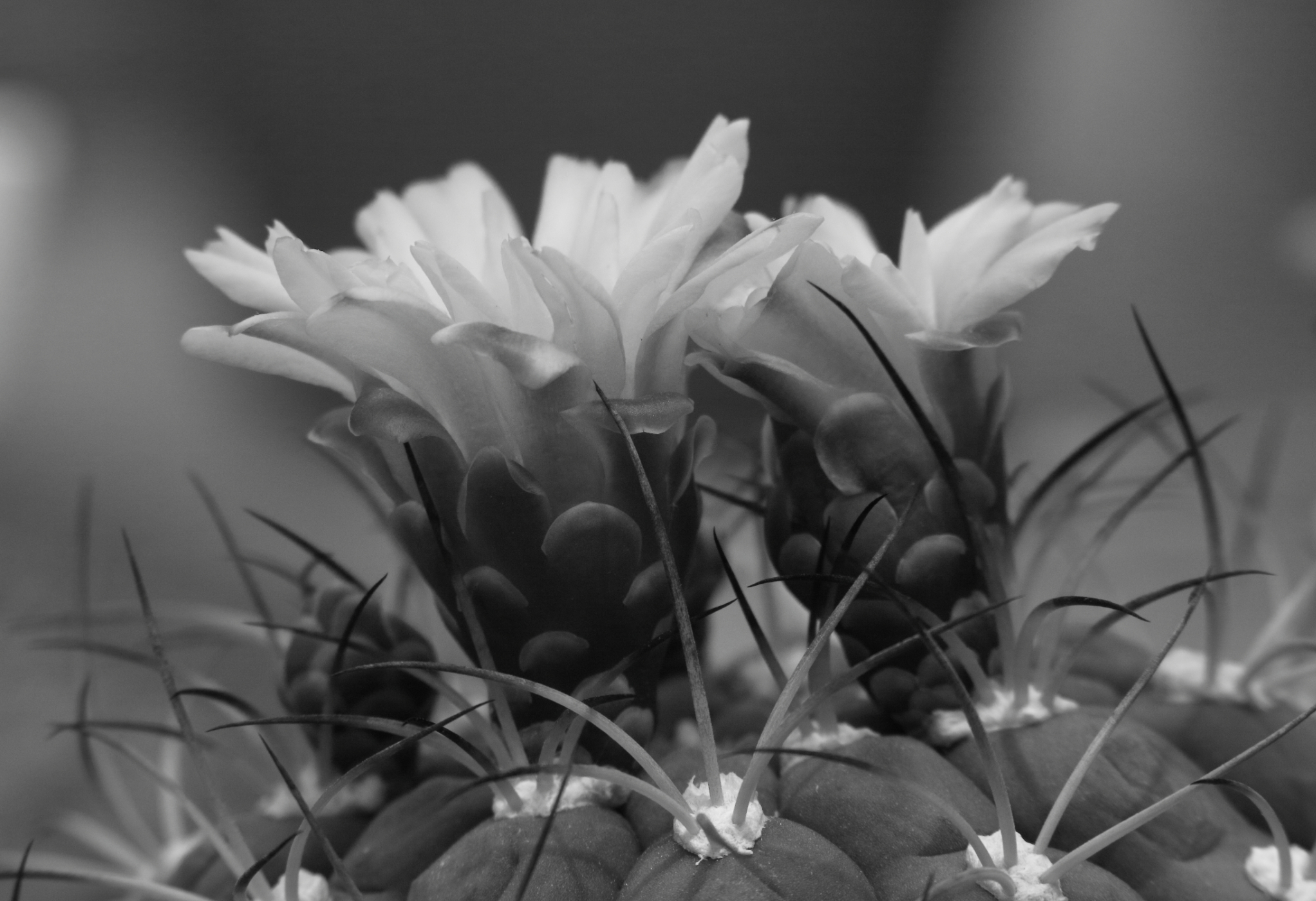 2015 05 11 HTP 000051912ebw